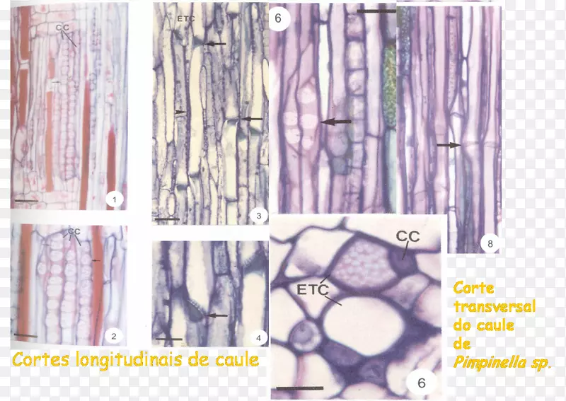 细胞韧皮部筛管元素木质部组织-天南星科