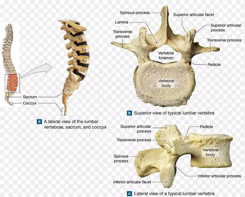 胸骨骶骨腰椎尾椎骶骨