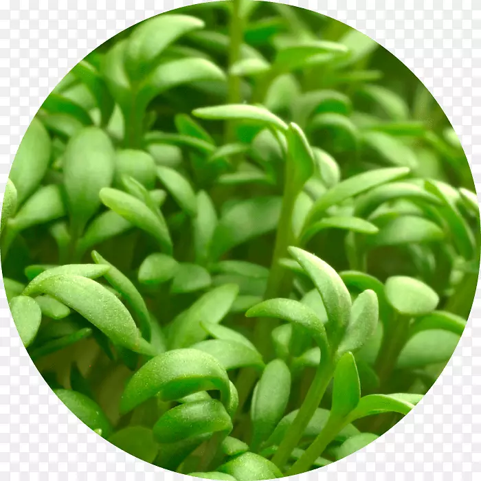 花园西洋菜(Annemarie B Rlind Energyality Vitalisierende Tagescreme)营养皮植物化学物质-植物化学物质