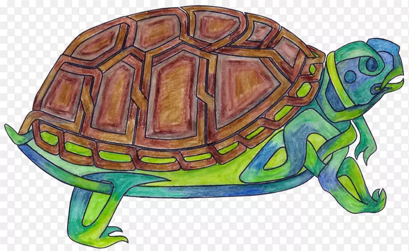 龟陆生龟
