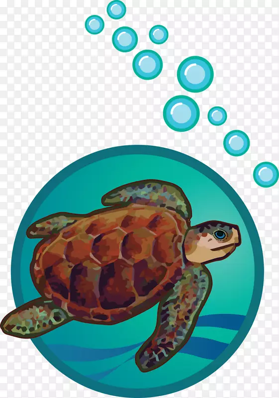 甲鱼海龟塘龟-海龟
