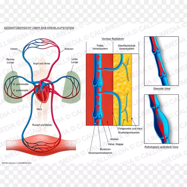 循环系统人体解剖生理学人体心脏