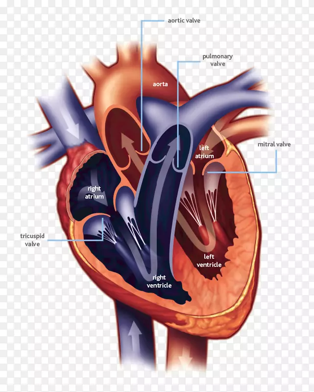 心脏瓣膜，二尖瓣，心脏病，心脏手术-心脏