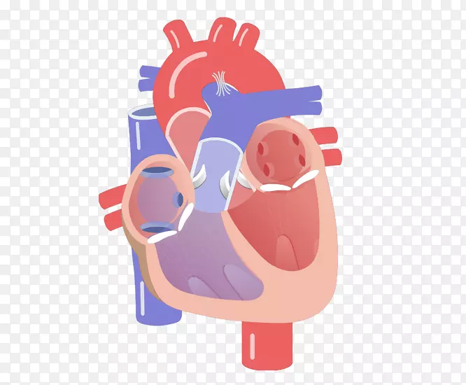 心脏瓣膜心肌-心脏循环传导系统