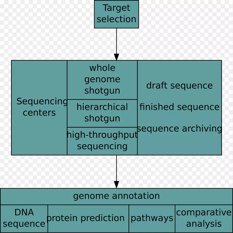 核酸序列全基因组测序