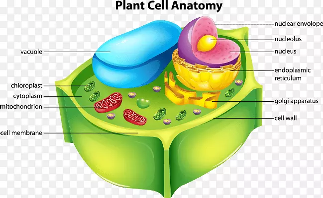植物细胞Cèl·Lula动植物