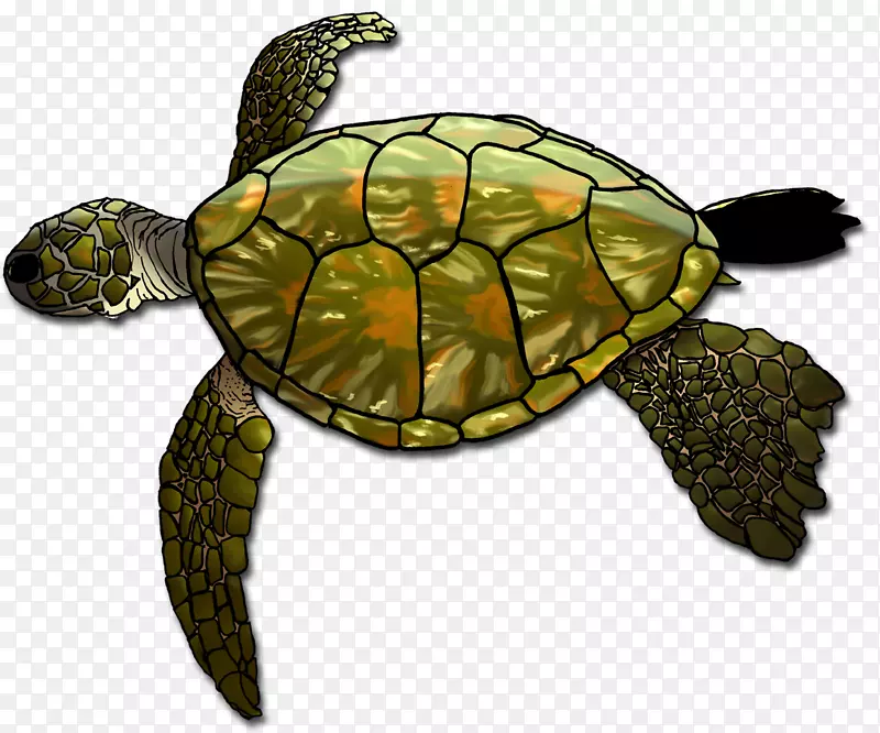 甲鱼海龟箱龟
