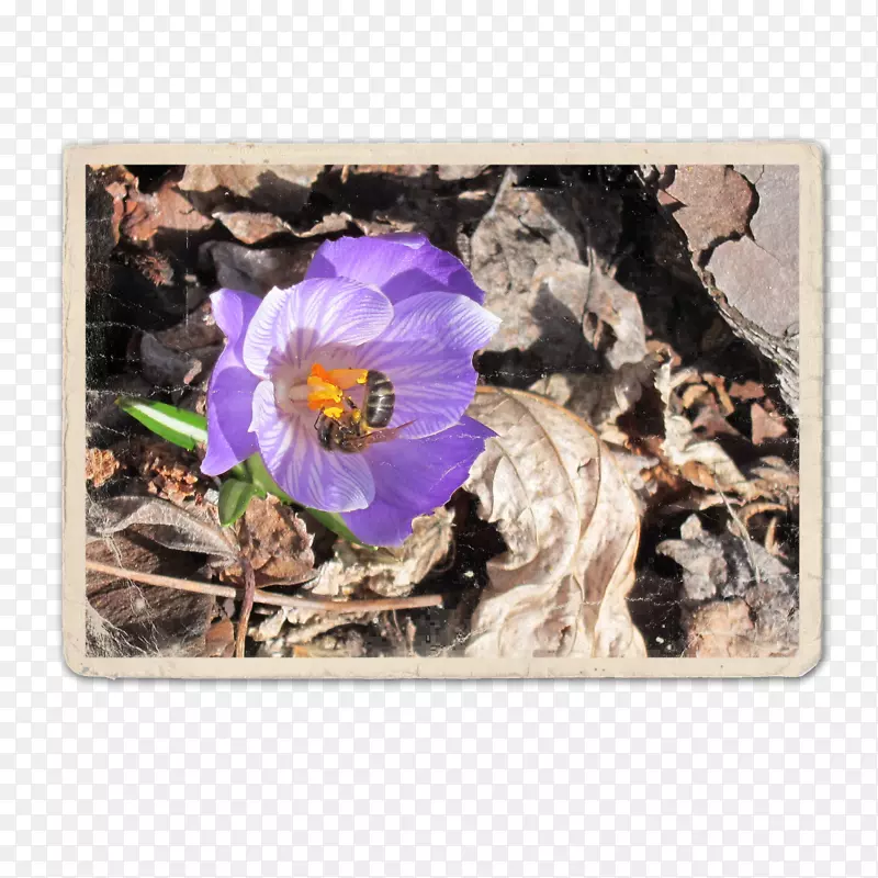 紫罗兰科紫罗兰花