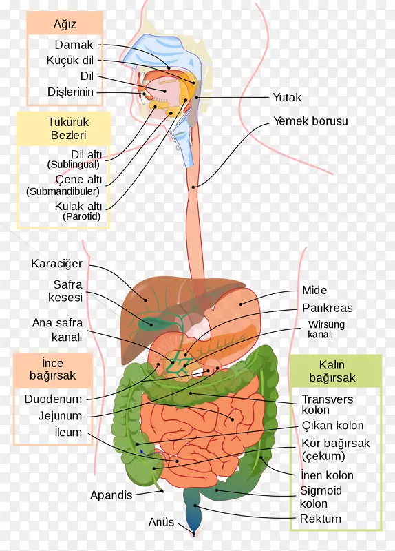 胃肠道消化人消化系统大肠医学-健康