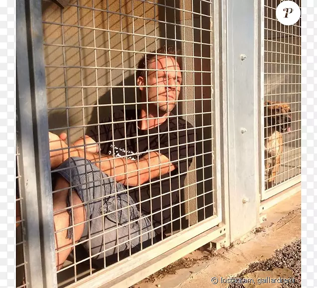 狗箱动物收容所笼子动物福利-狗