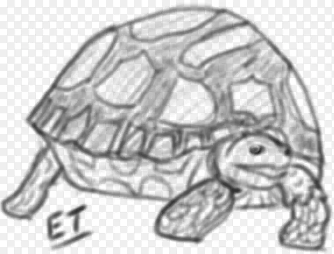 乌龟画0素描龟