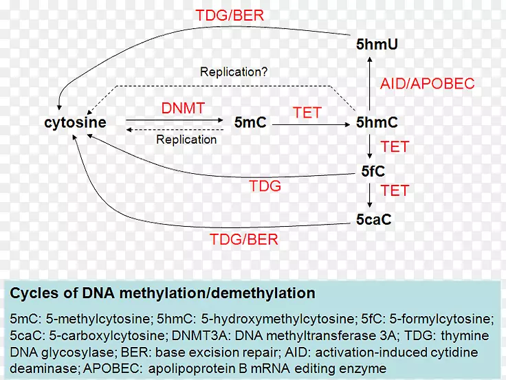 Tet甲基胞嘧啶双加氧酶2重甲基胞嘧啶双加氧酶1 DNA脱甲基5-甲基胞嘧啶