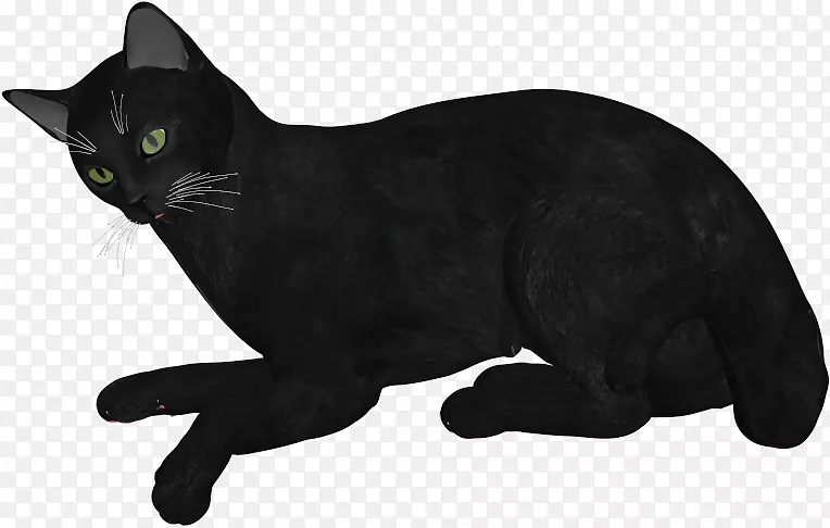 黑猫孟买猫可拉家短毛猫须