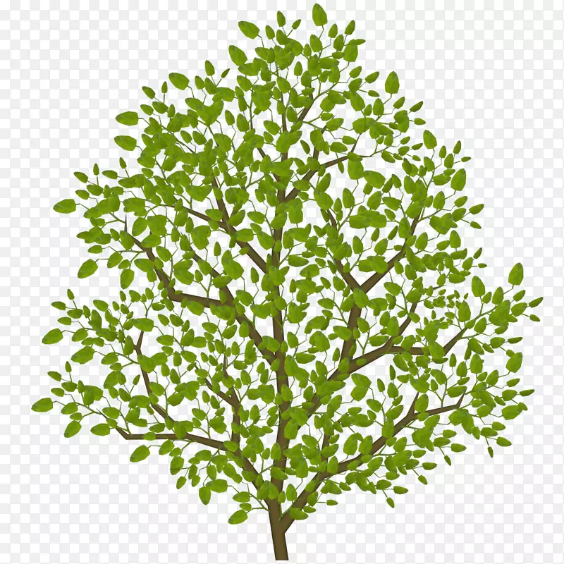 小枝叶，灌木树，植物茎叶