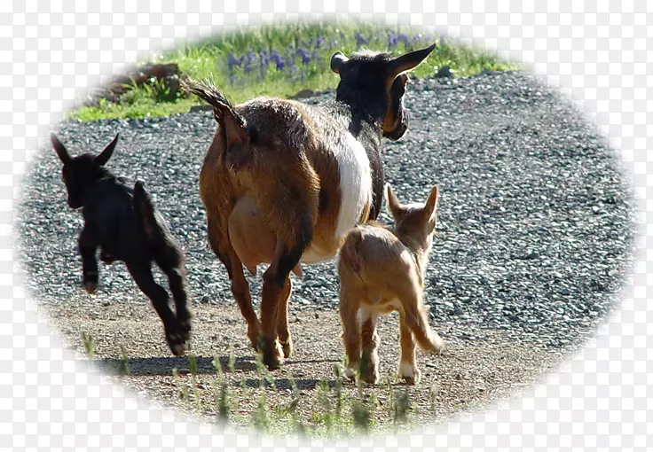 山羊牛牧场动物群