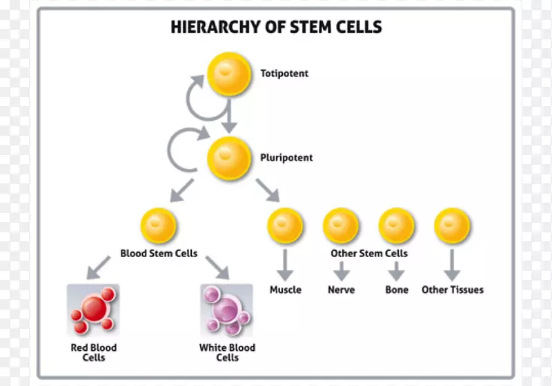 胚胎干细胞-羊膜干细胞库