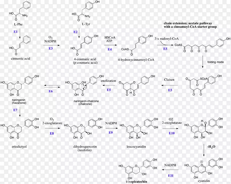 黄酮-3-醇类黄酮儿茶素单宁