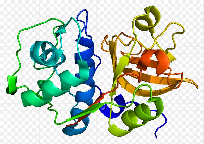 组织蛋白酶