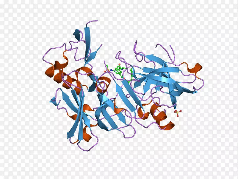 β-分泌酶1淀粉样前体蛋白分泌酶淀粉样β酶组织蛋白酶