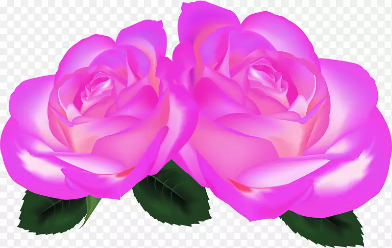 花园玫瑰，卷心菜玫瑰，玫瑰，花瓣-紫丁香玫瑰