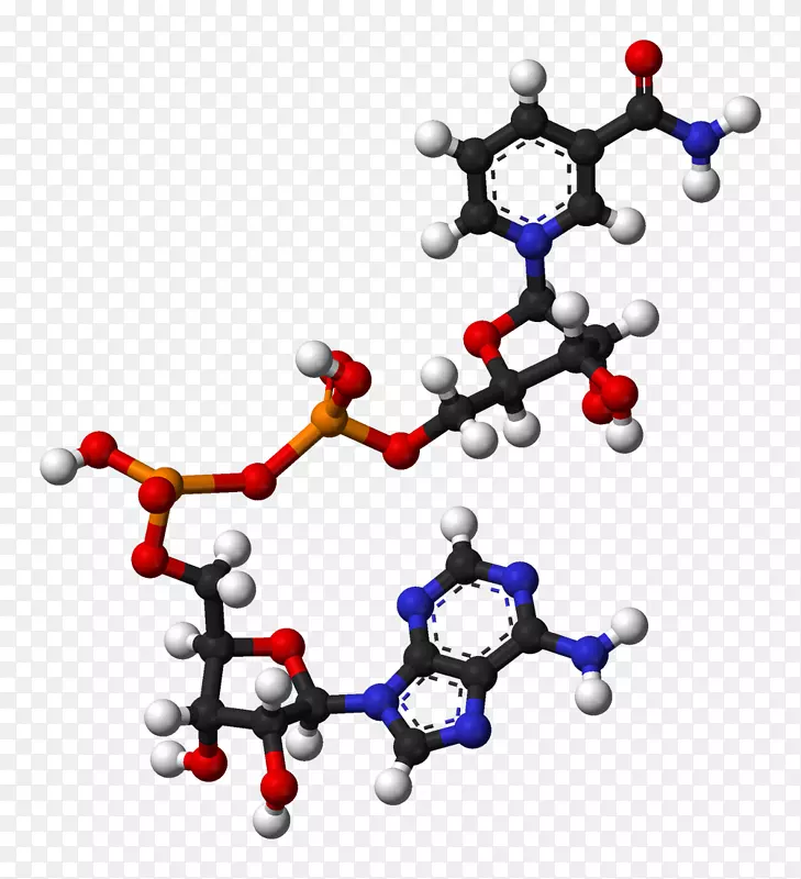 烟酰胺腺嘌呤二核苷酸膳食补充剂辅酶黄素腺嘌呤二核苷酸