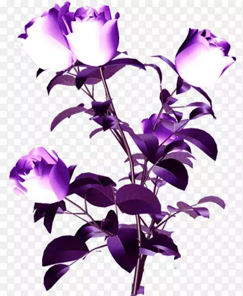 切花花瓣植物茎紫色聚光灯