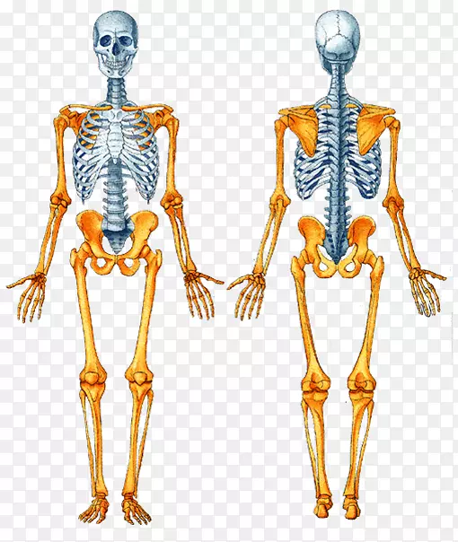 轴向骨骼人体骨骼阑尾骨骼人体骨骼