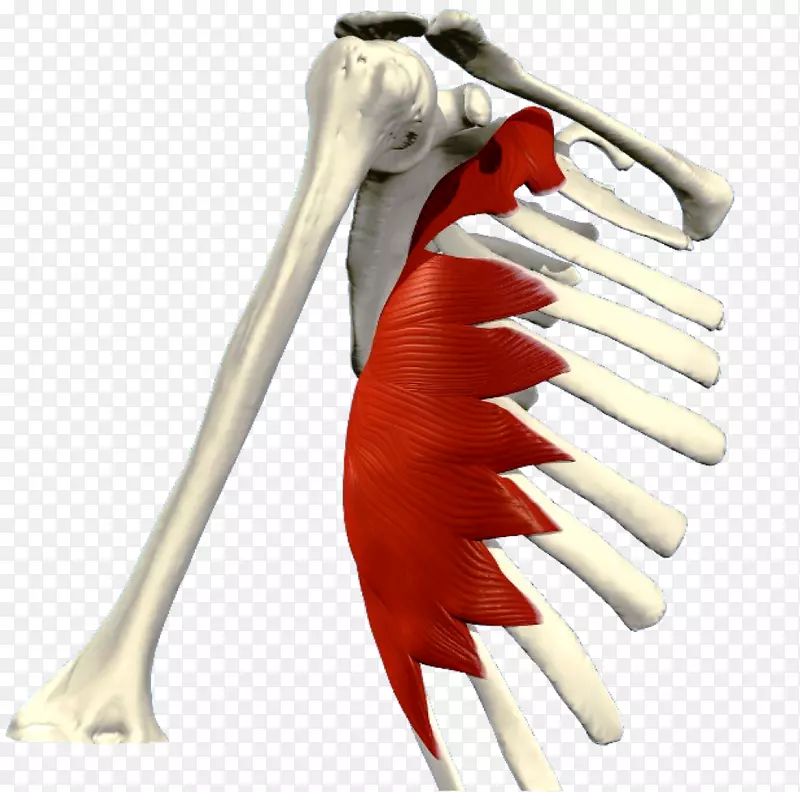 胸大肌后下肌-系统