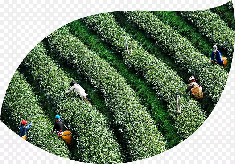 民族茶伙伴关系可持续发展茶树经济发展-茶
