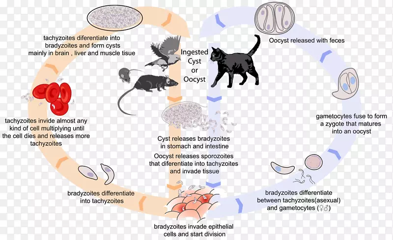 弓形虫生物生命周期猫