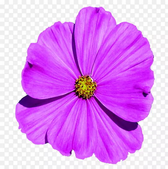紫罗兰科植物-紫罗兰