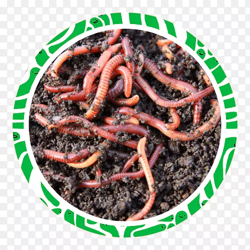 蚯蚓蠕动物-掘出的甲周甲-腐殖质