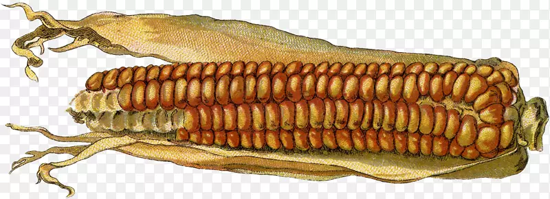 无脊椎动物玉米种子