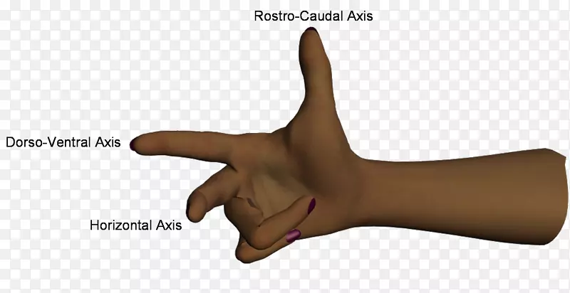 拇指人体作为手模型-手