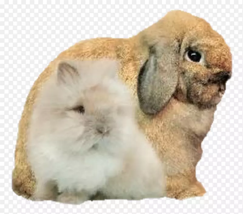 家养兔须毛鼻动物-兔子