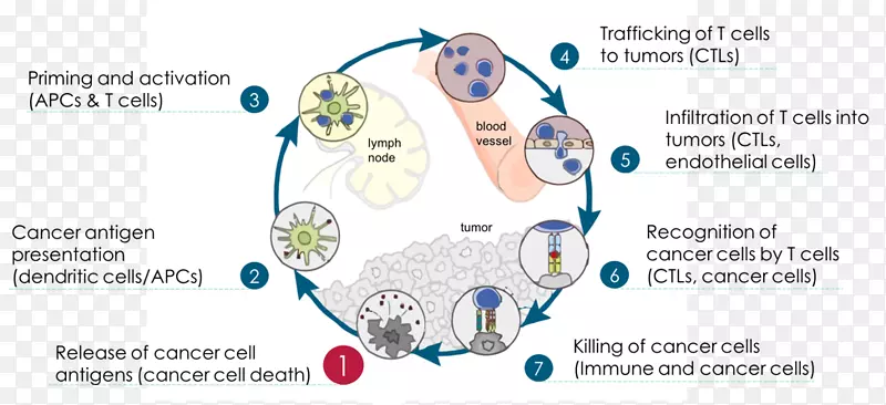 癌症免疫学免疫系统癌细胞免疫周期卡通癌细胞图谱