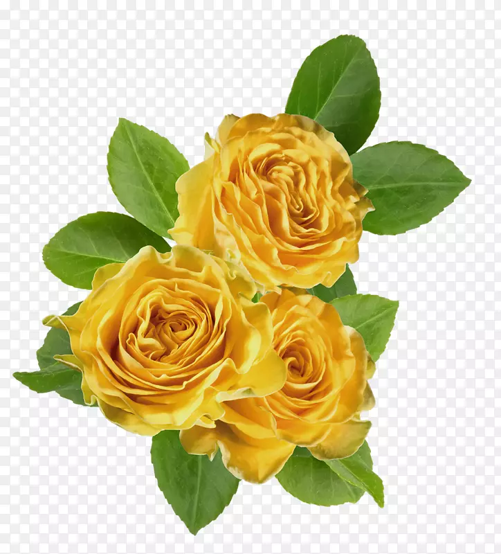 花园玫瑰，卷心菜，玫瑰花，黄色剪贴画