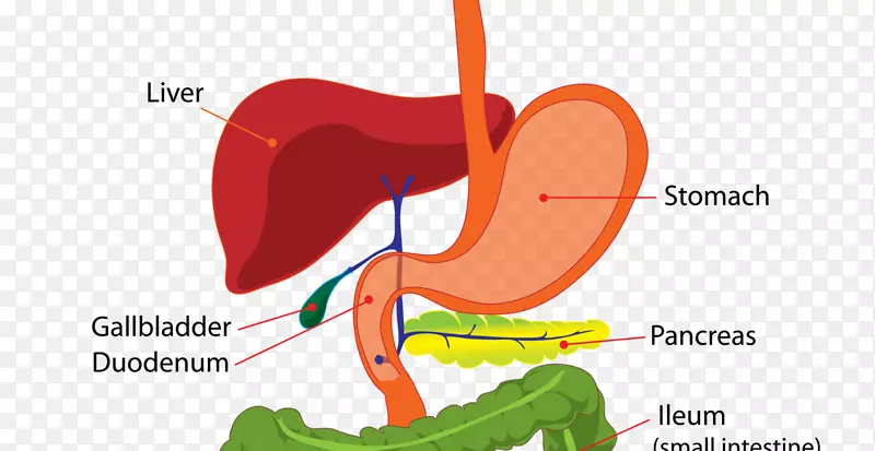 人体消化系统解剖消化人体胃肠道消化系统