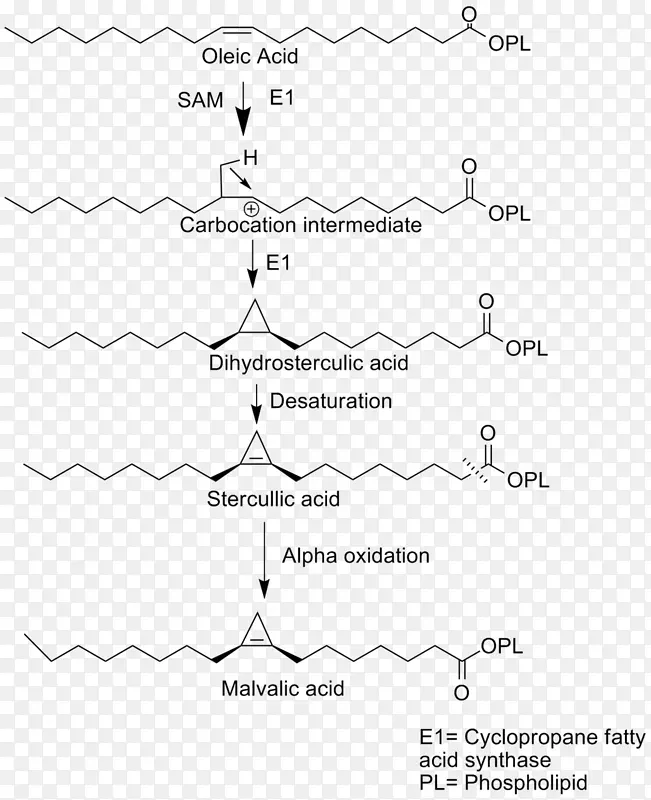 丙戊酸环丙烷脂肪酸环丙烯-ω-6脂肪酸