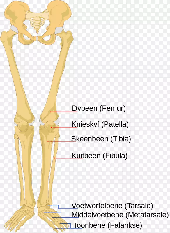 人体骨骼人体解剖骨骼