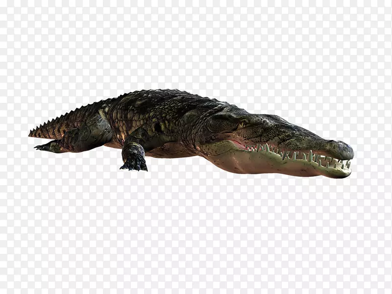 尼罗河鳄鱼，美洲鳄鱼，陆生动物-鳄鱼