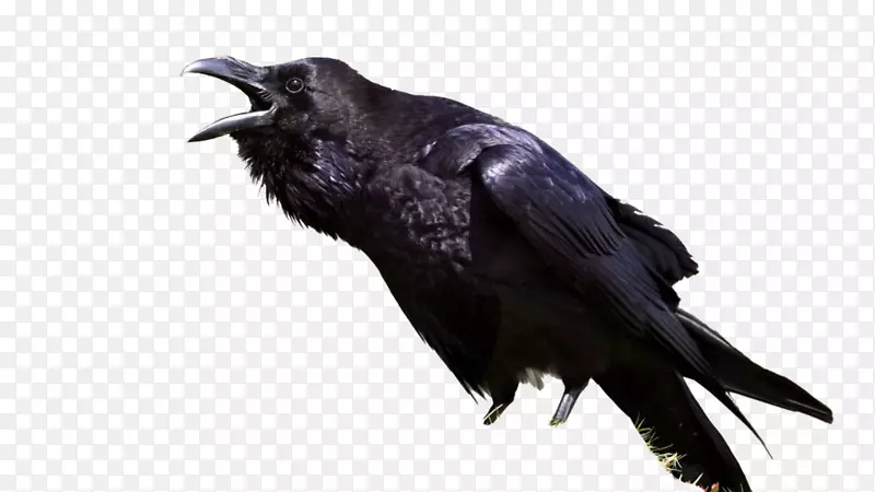 乌鸦，普通的乌鸦，意思是象征-鸟。