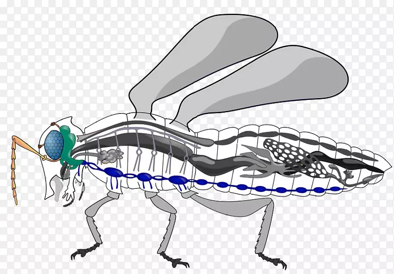 昆虫循环系统血淋巴昆虫形态-昆虫