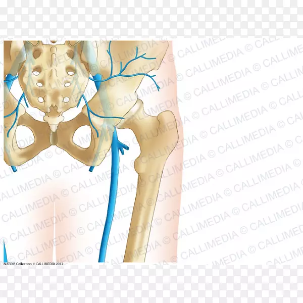 骨盆髋骨冠状面人体骨骼