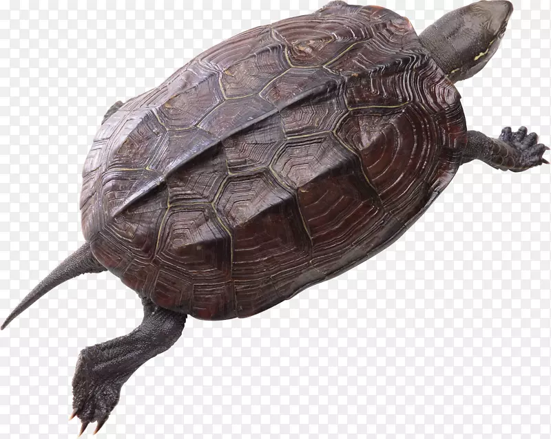 常见的海龟剪贴画-海龟