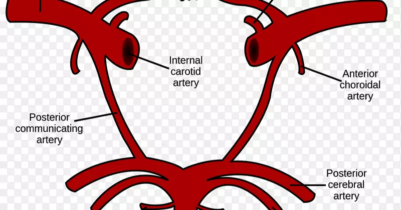 Willis颈内动脉环颈总动脉椎动脉-脑