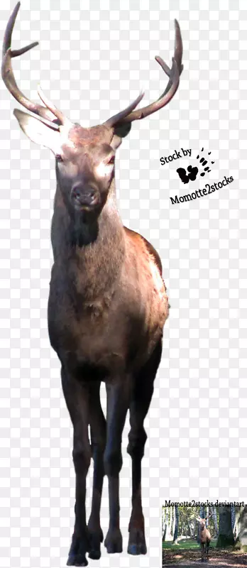 麋鹿驯鹿陆生动物野生动物鼻子-驯鹿