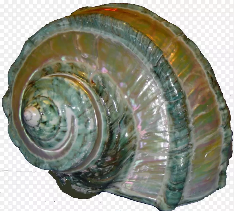 海螺软体动物贝壳海螺螺