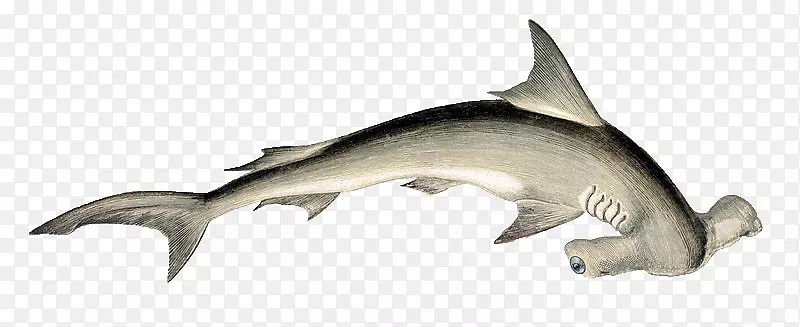 鲨鱼网平锤头扇形锤头蓝鲨