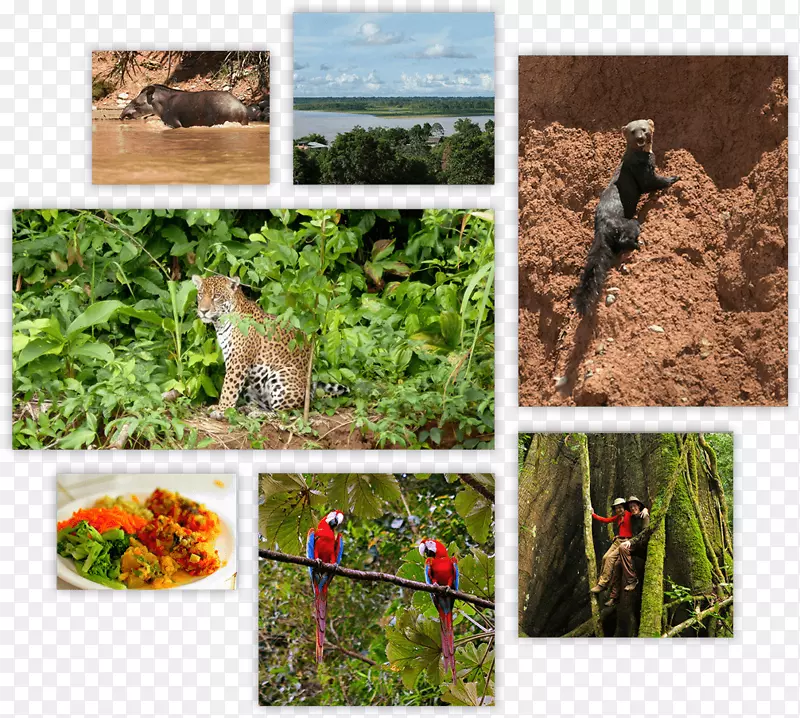 野生动物生态系统土壤动物草本植物-亚马逊森林